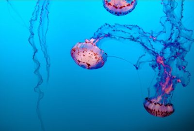 Pink jellyfish swirling round behind the glass at the aquarium